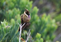 Buffy Helmetcrest